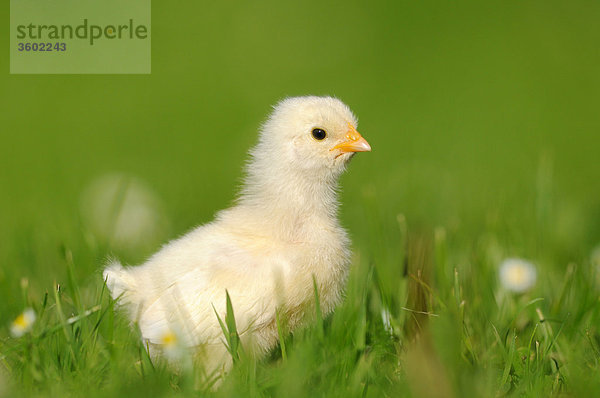 Küken  Haushuhn  Gallus gallus domesticus