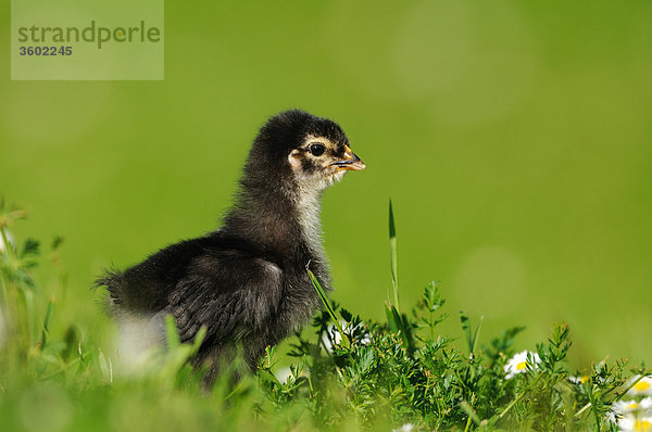 Küken  Haushuhn  Gallus gallus domesticus