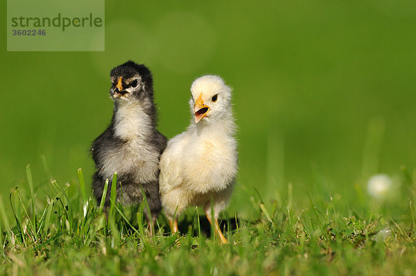 Zwei Küken  Haushuhn  Gallus gallus domesticus