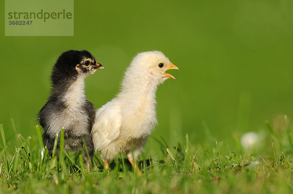 Zwei Küken  Haushuhn  Gallus gallus domesticus