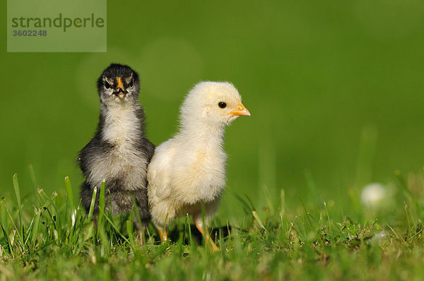 Zwei Küken  Haushuhn  Gallus gallus domesticus