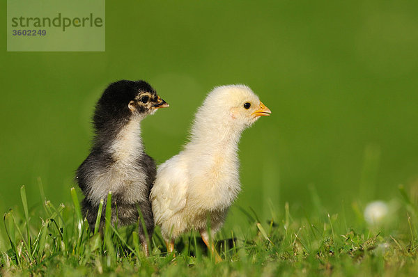 Zwei Küken  Haushuhn  Gallus gallus domesticus