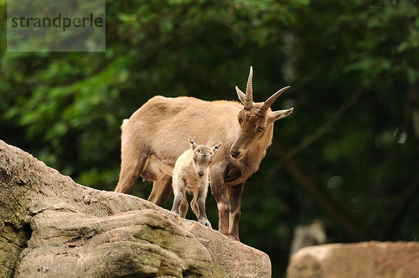 Alpensteinbock  Capra ibex  und Jungtier