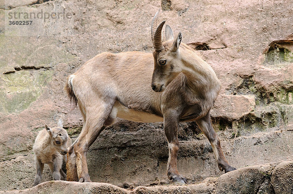 Alpensteinbock  Capra ibex  und Jungtier