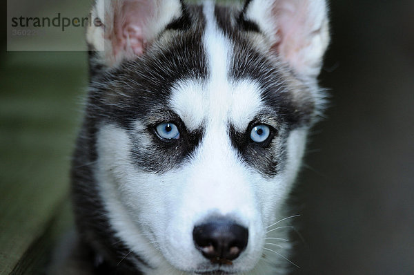 Husky  Portrait