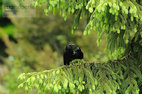 Kolkrabe  Corvus corax  Deutschland