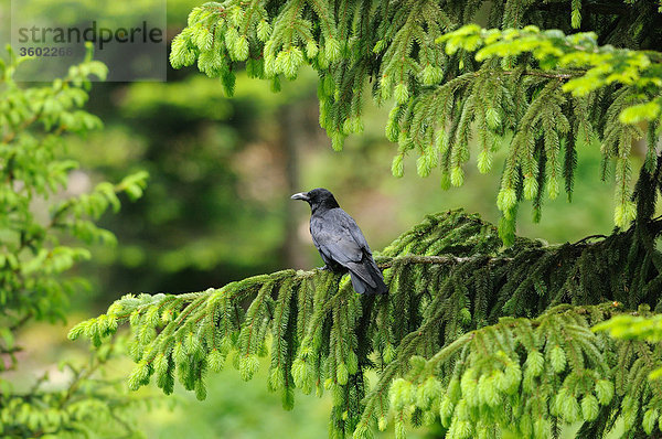 Kolkrabe  Corvus corax  Deutschland