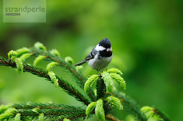 Tannenmeise  Periparus ater  Bayerischer Wald  Bayern  Deutschland  Europa