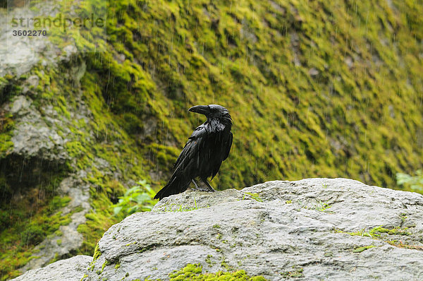 Kolkrabe  Corvus corax  Deutschland  Europa