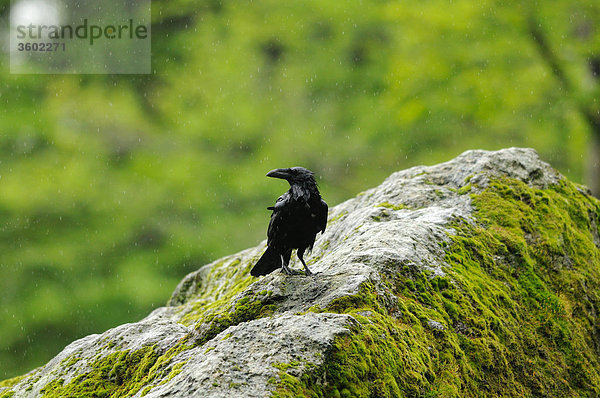 Kolkrabe  Corvus corax  Deutschland  Europa