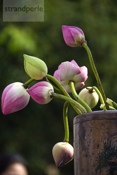 Lotusblumen in einem Behälter