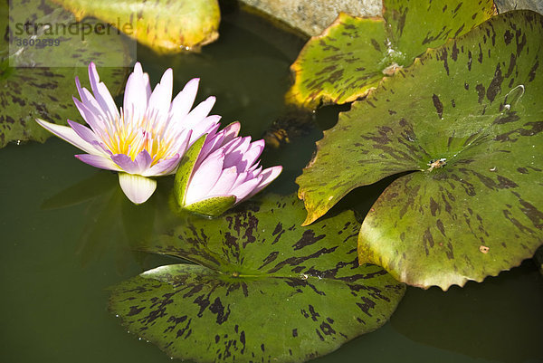 Lotusblume (Nelumbo) im Wasser  Thailand  close-up
