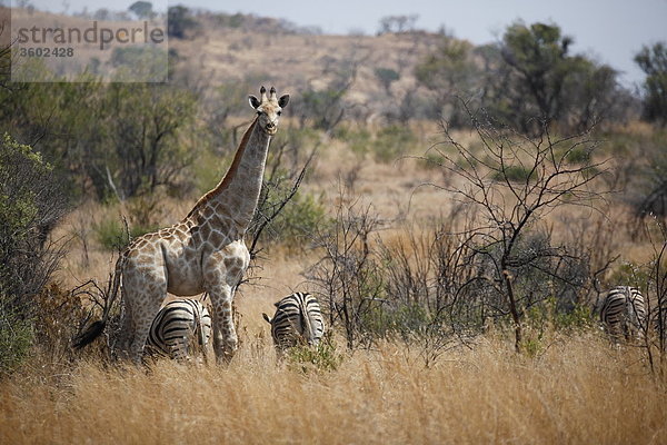 Giraffe (Giraffa camelopardalis) und Zebras in der Savanne  Pilanesberg-Nationalpark  Südafrika