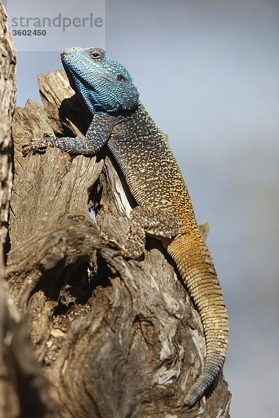 Blaukopfagame (Acanthocercus atricollis) auf einem Baumstumpf  Pilanesberg-Nationalpark  Südafrika