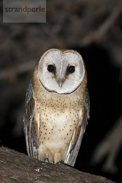 Schleiereule (Tyto alba) nachts auf einem Ast  Pilanesberg-Nationalpark  Südafrika