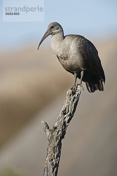 Hagedasch (Bostrychia hagedash) auf einem Baumstumpf  Pilanesberg-Nationalpark  Südafrika