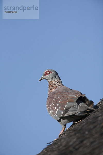 Guineataube (Columba guinea) auf einem Strohdach  Pilanesberg-Nationalpark  Südafrika