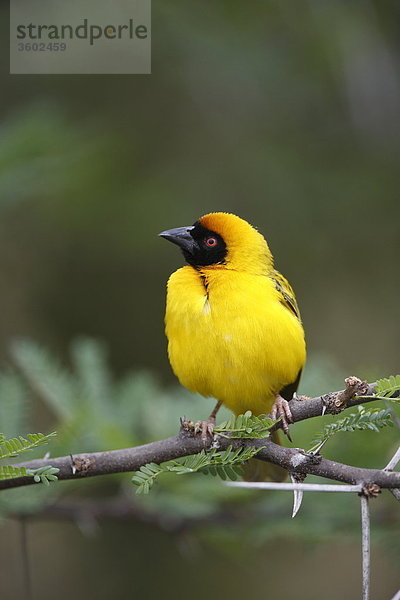 Maskenweber (Ploceus velatus) auf einem Ast  Pilanesberg-Nationalpark  Südafrika