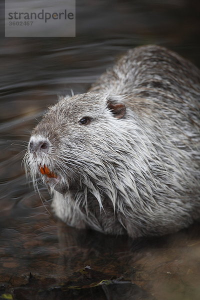 Biberratte (Myocastor coypus) im Wasser  Dillingen  Deutschland