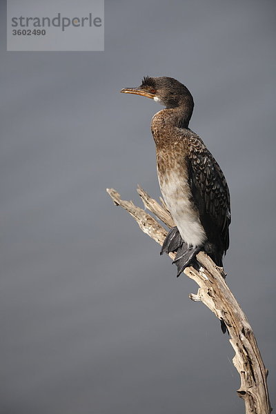 Riedscharbe (Phalacrocorax africanus) auf einem Ast  Pilanesberg-Nationalpark  Südafrika