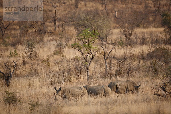 Drei Breitmaulnashörner (Ceratotherium simum) in der Savanne  Pilanesberg-Nationalpark  Südafrika