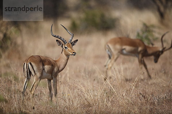 Zwei Impalas (Aepyceros melampus) in der Savanne  Pilanesberg-Nationalpark  Südafrika