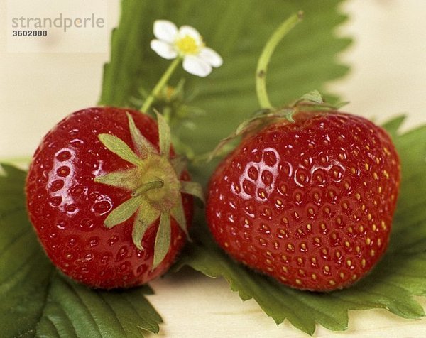 Zwei Erdbeeren mit Blättern und Blüte