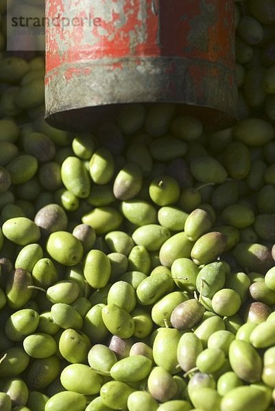 Viele grüne Oliven