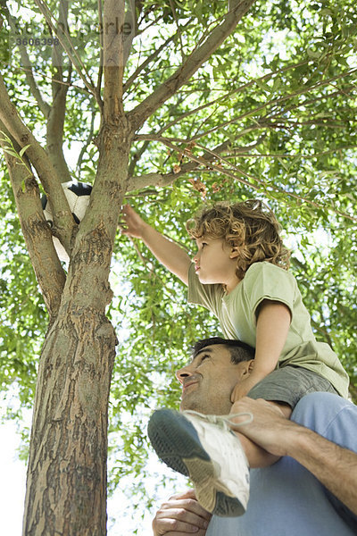Vater hilft dem Sohn  den im Baum steckengebliebenen Fußball zurückzuholen.
