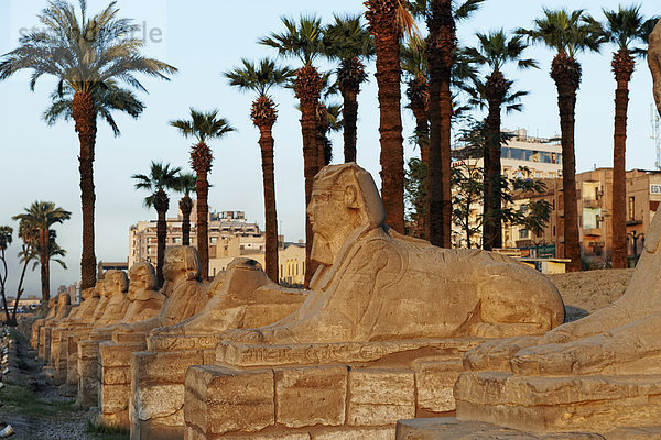 Tempel von Luxor  Luxor  Ägypten  Afrika