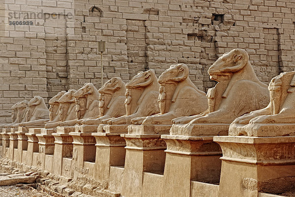 Widder-Sphingen-Allee  Tempel von Karnak  Karnak  Ägypten  Afrika