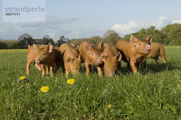 Ferkel im Feld