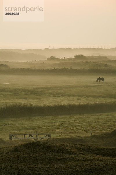 Morgendämmerung über Texel  Niederlande