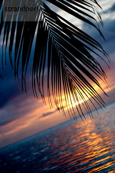 Palmwedel bei Sonnenuntergang.