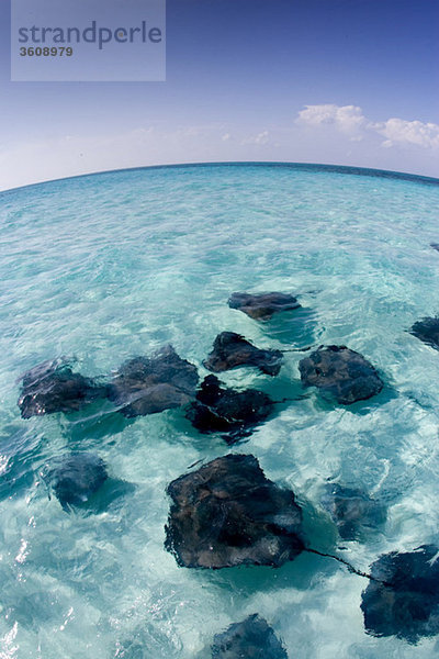 Stachelrochen  Grand Cayman.