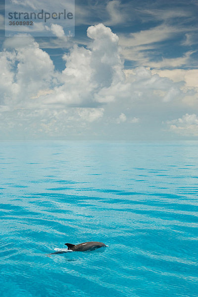 Delphin an der Oberfläche.