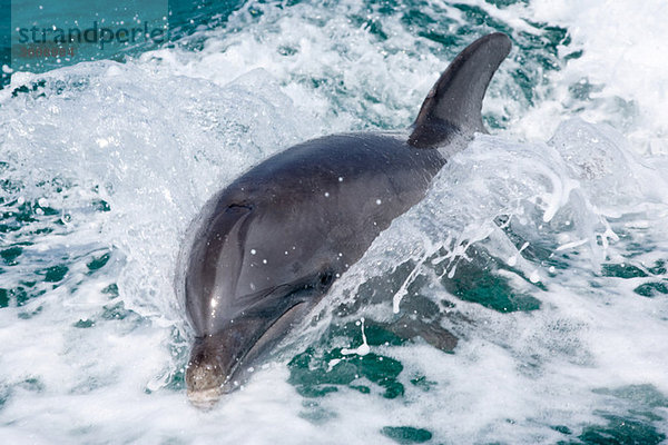 Delphin im Kielwasser.