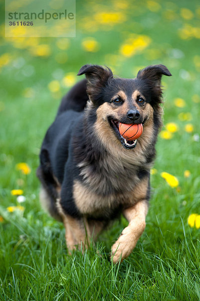 Hund mit einem Ball in der Schnauze läuft über eine Wiese