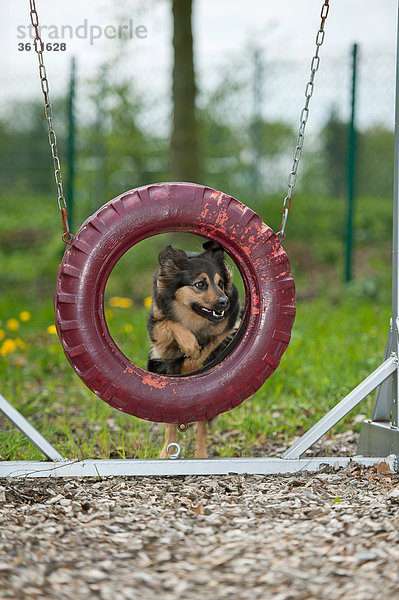 Hund auf einem Spielplatz springt durch einen Reifen
