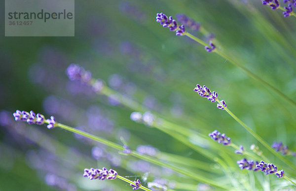 Blühender Lavendel  close-up