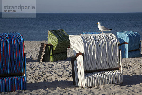 Silbermöwe (Larus argentatus) auf einem Strandkorb  Helgoland  Deutschland