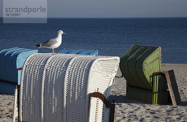 Silbermöwe (Larus argentatus) auf einem Strandkorb  Helgoland  Deutschland