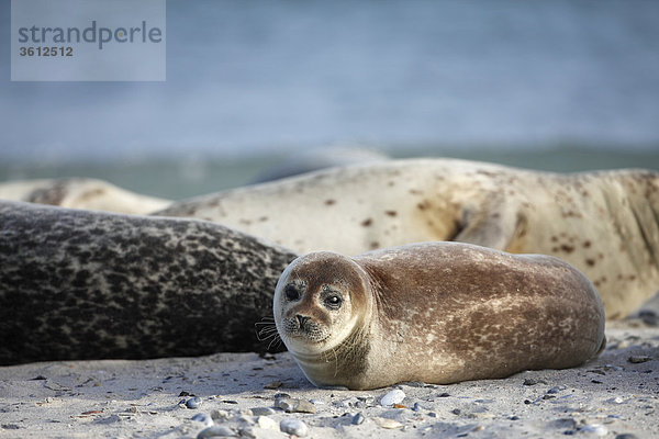 Junger Seehund (Phoca vitulina) in einer Gruppe am Strand  Helgoland  Deutschland