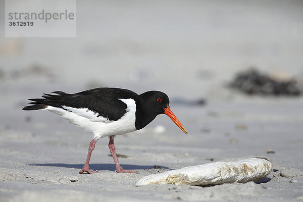 Austernfischer (Haematopus ostralegus) geht am Strand  Helgoland  Deutschland