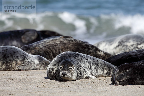 Grupe von Kegelrobben (Halichoerus grypus) am Strand  Helgoland  Deutschland