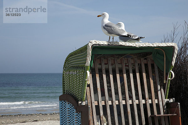 Zwei Silbermöwen (Larus argentatus) auf einem Strandkorb  Helgoland  Deutschland