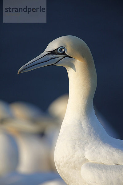 Basstölpel (Morus bassanus)  Helgoland  Deutschland  Portrait