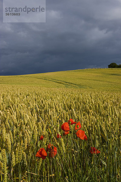 Faaborg  Dänemark  Fünen  Fyn  Korn-Feld Cornfield  Mohn  Wolken  Gewitter Stimmung