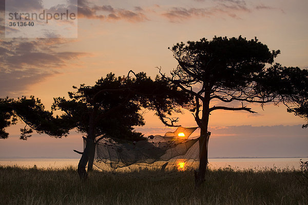 Urehoved  Dänemark  Island  Isle  Aero  Küste  Meer  Bäume  landen Zunge  Morgenstimmung  Sonnenaufgang  Fischnetz