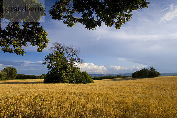 Revest-du-Bion  Frankreich  Provence  Alpes-de-Haute-Provence  Wolken  Bäume  Kastanien  Korn-Feld  Cornfield  Abendlicht